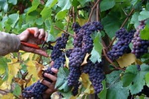 Close up of man harvesting pinot noir grapes