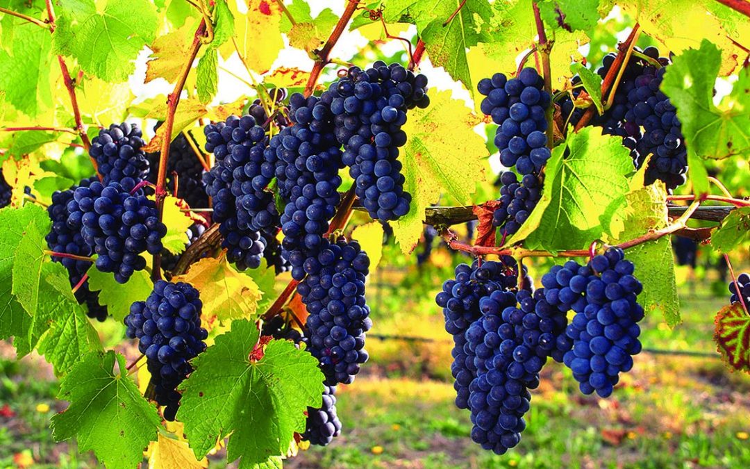 grapes-vine