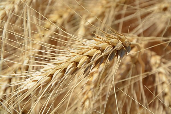 New traits identified for salt tolerant wheat