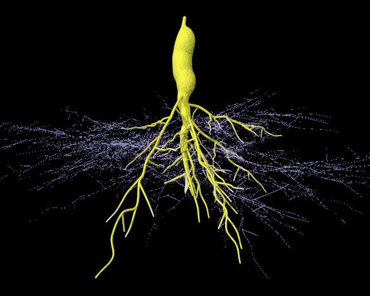 Arbuscular-mycorrhizal-root-tuber