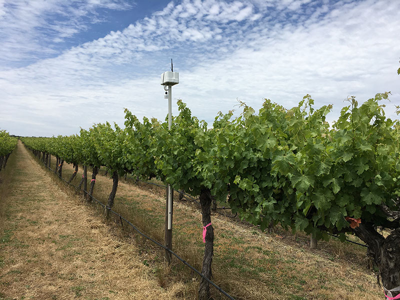 vineyard-sensor