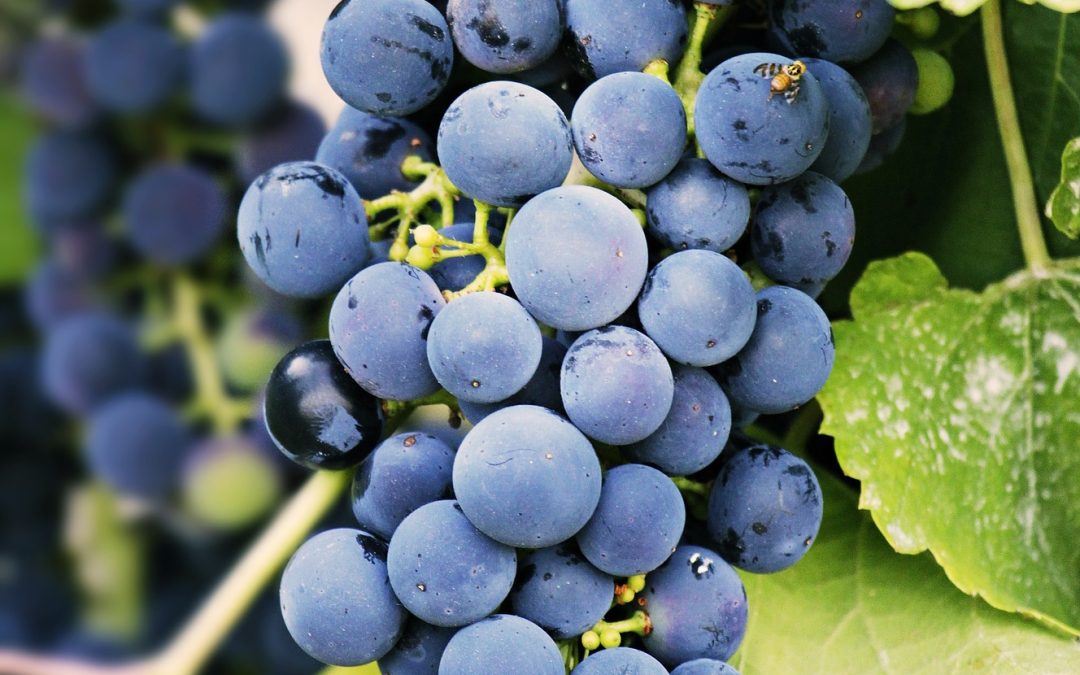 grapes-on-vine